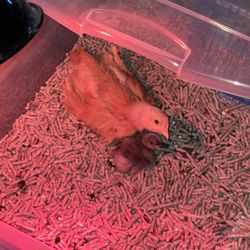 Chickens