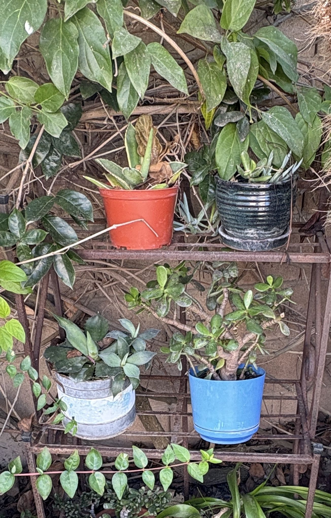 Lots Of Plants
