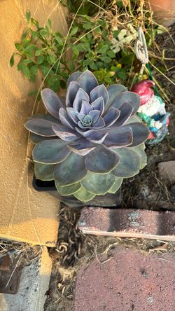 Plant