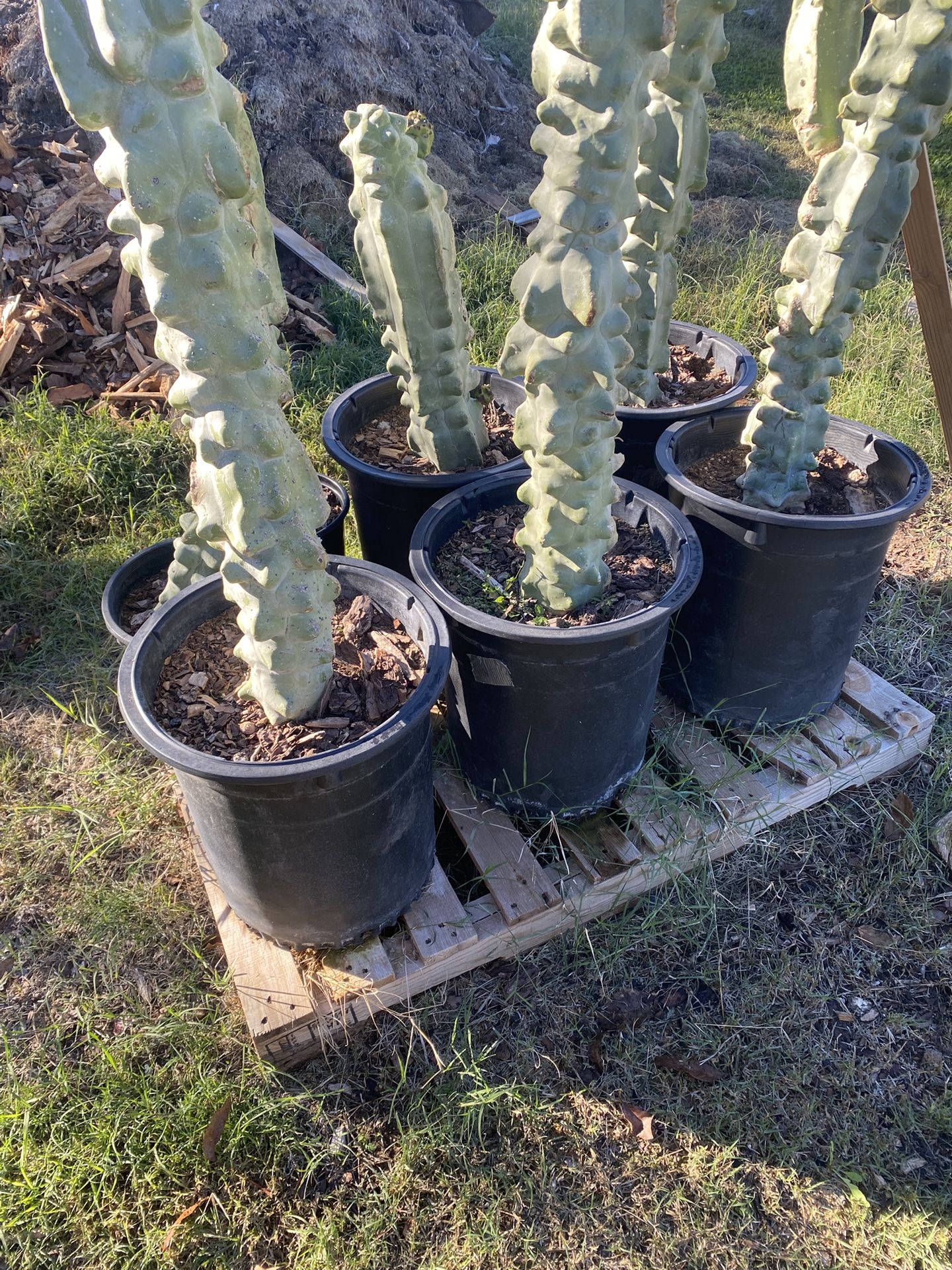 Toadom Pole/ Lophocereus Schotti Succulents