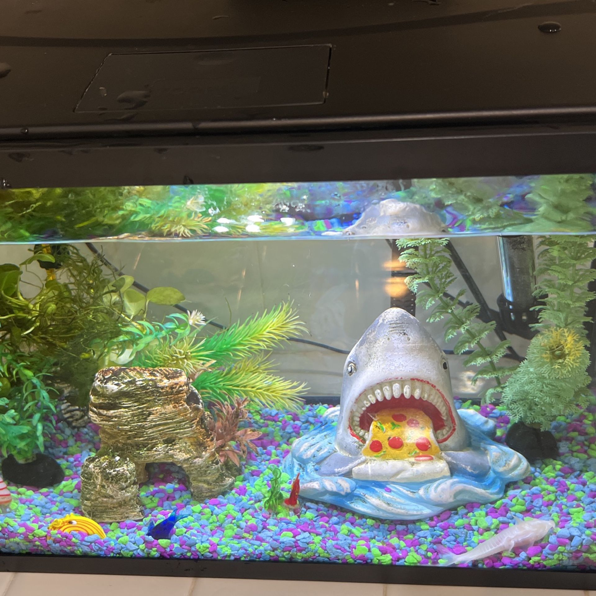 Fish Tank