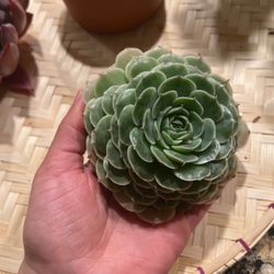 Rare Succulent: Echeveria Thunder Bell