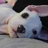 RJ L