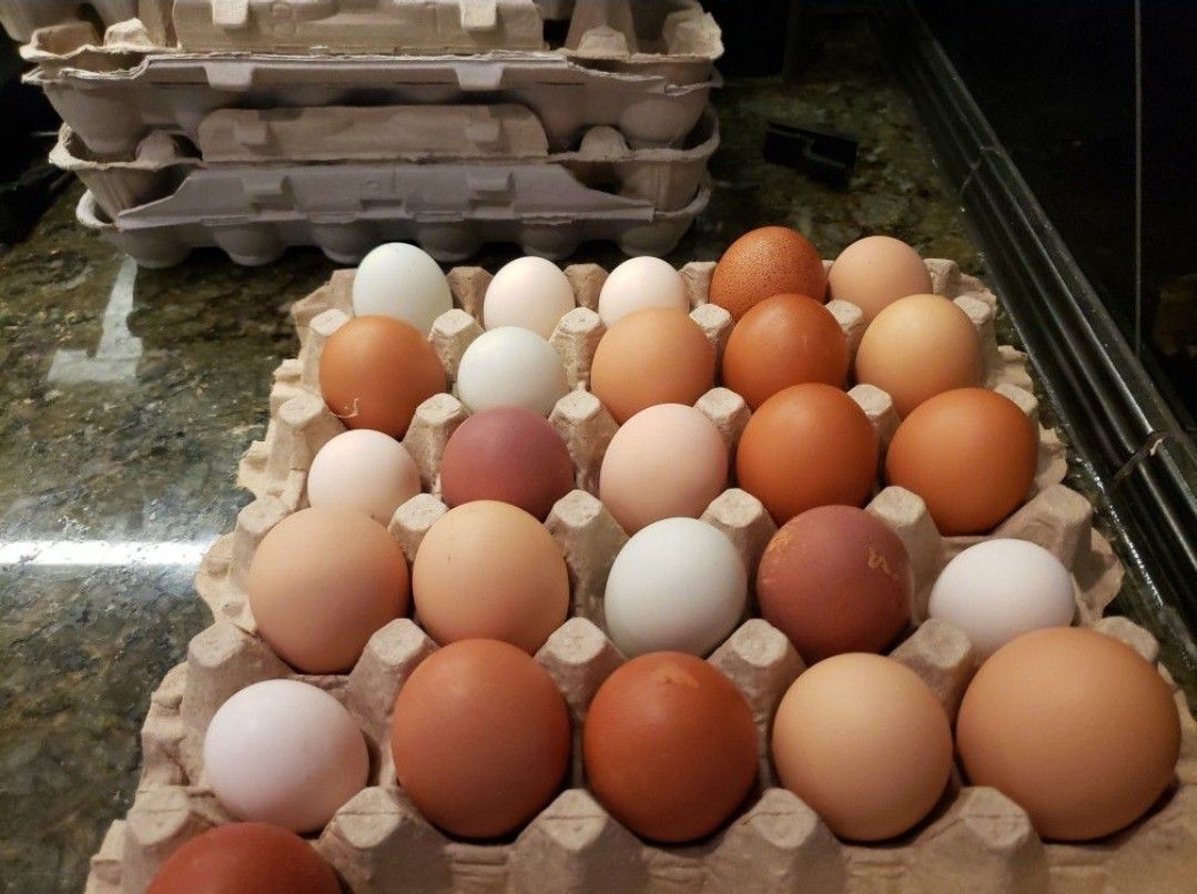 Fresh Farm Eggs ~ $6