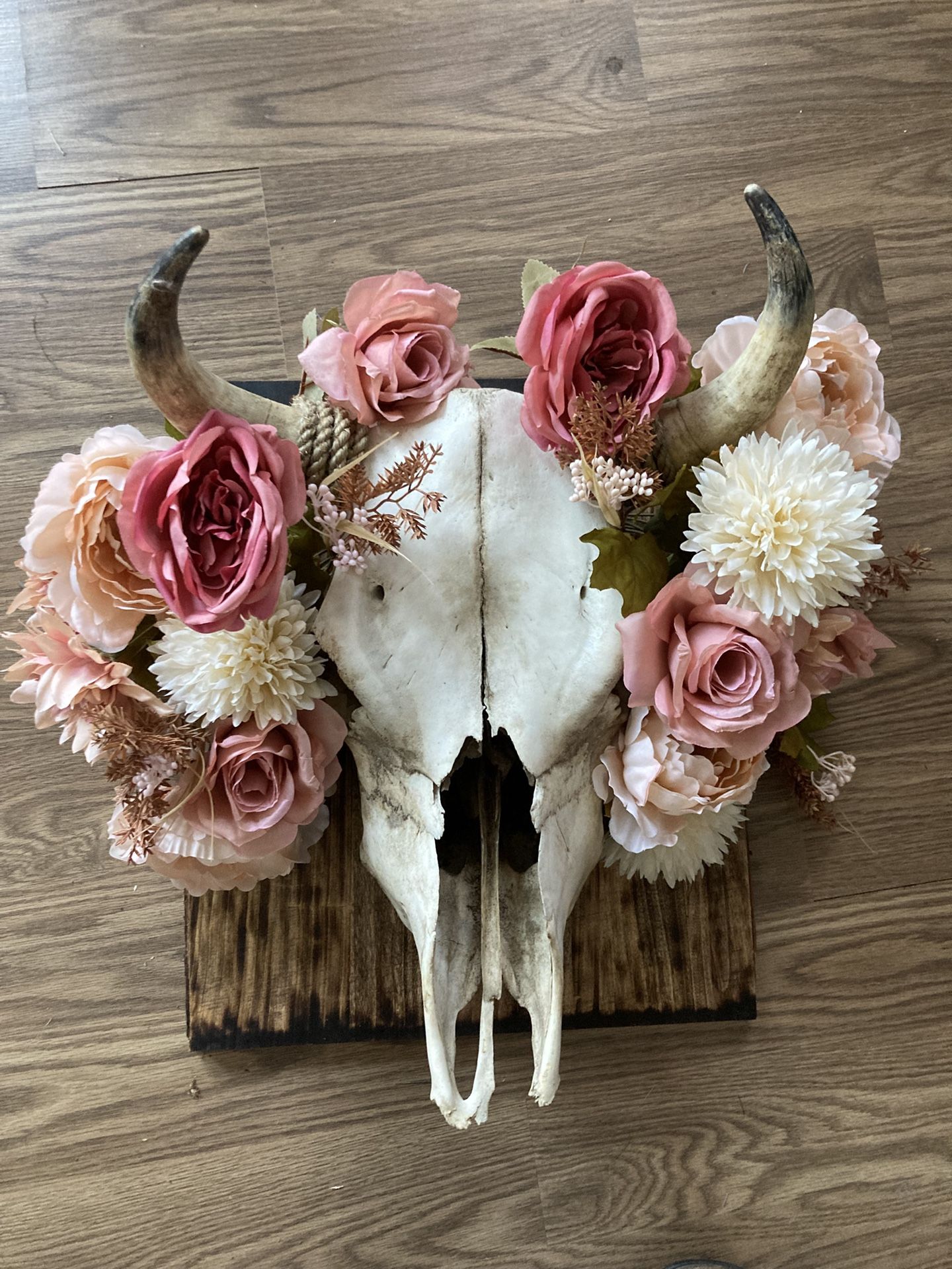 Beautiful Authentic Cow Skull