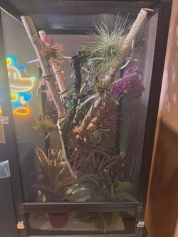 Chameleon enclosure