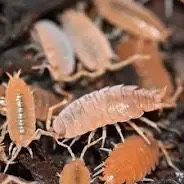Isopods For Sale