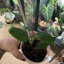 Monstera Velvet Peru for Sale in Puyallup, WA - OfferUp