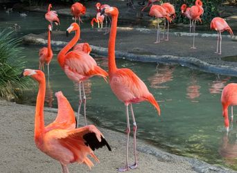 Safari park tickets
