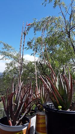 Plantas