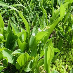 10 Lily of the Valley Live Plants