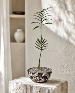 Encephalartos Munchii Blue (Planter Included) #ZA1 ‘Local LA Seller’