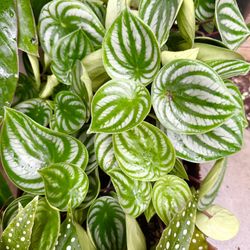 Plants (4”pot🌿Peperomia “watermelon” )
