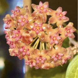 Hoya Fitchii 3-4 Plants  In One Pot 