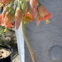 Beautiful Plants With Beautiful Flowers Come Get It When It Is Blowing In Tow Gallons Pot , BigEars Succulent, It Also Has A Red Ribbon On The Edge ,j