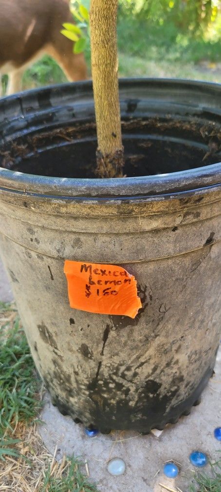 Limón Mexicano - Mexican Lime