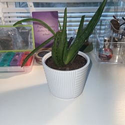 Free Someone With A Green Thumv Save Her 