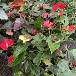 Riverside Greenhouse 