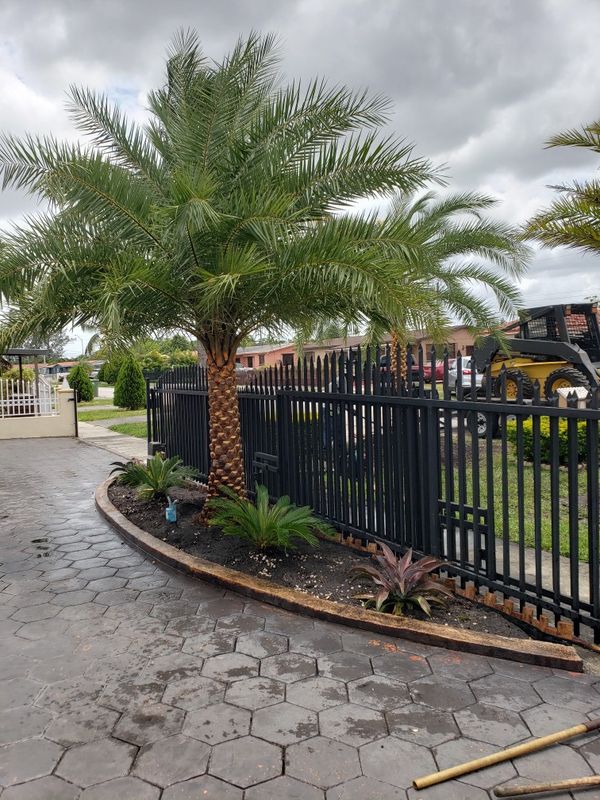 Sylvester palm with diamond cut for Sale in Carol City, FL OfferUp