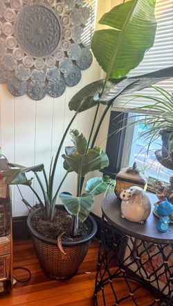 Bird Of Paradise Plant