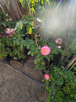Roses