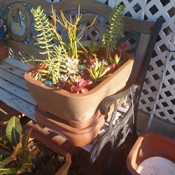 Succulent plants and decorative Asian pottery