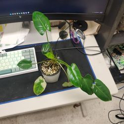 Reverted Burle Marx Mint