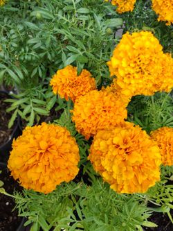 Marigold Sempasuchil