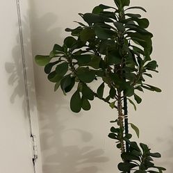 Crown of Thorns Plant