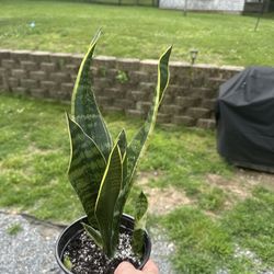 Snake plant