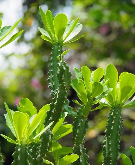 Indian Spurge Tree or Snuhi