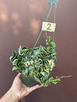 6” variegated hindu rope