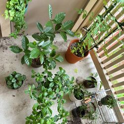 Selling My Plants, Glow Light, Gardening Tools For Cheap