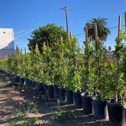 Ficus Plants