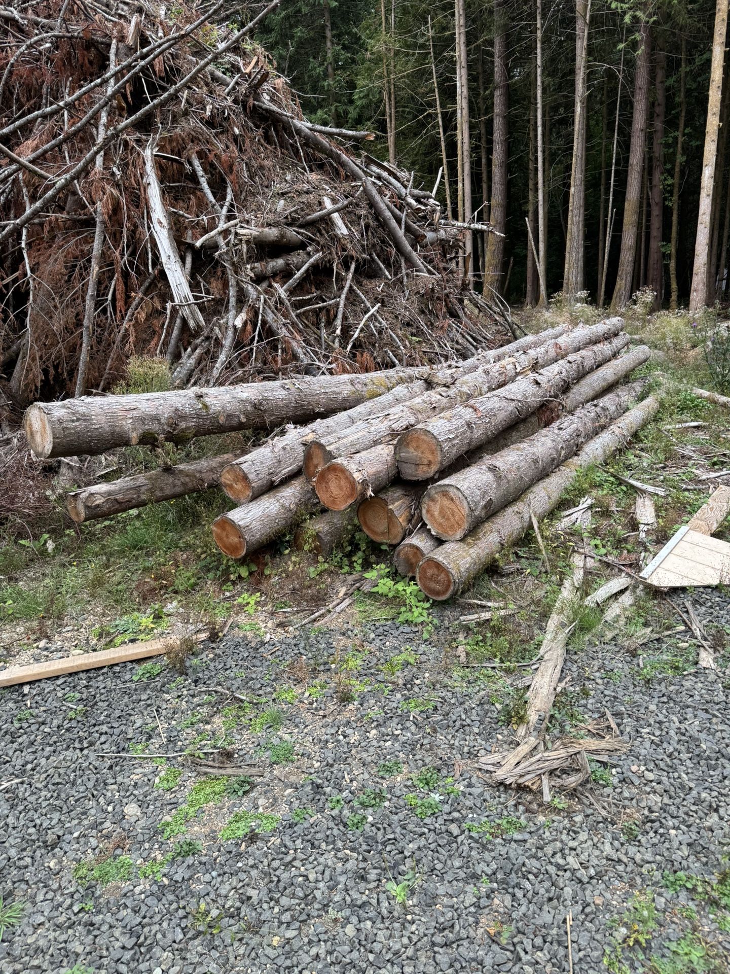 Seasoned Cedar Timber
