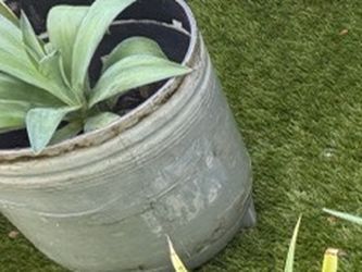 Agave plant in large grey pot