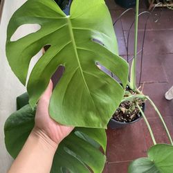 Monstera Deliciosa