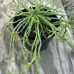 Medusa Plant Fully Rooted