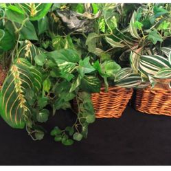 Decorative Silk Plants