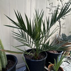Date palms
