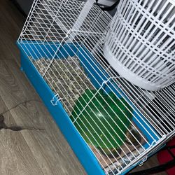guinea pig cage 