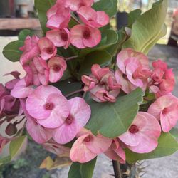 Corona De Cristo / Crown Of Thorns