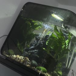 Biorb Flow 8 Gallon