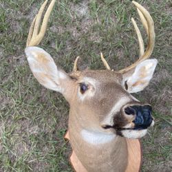 Taxidermy deer