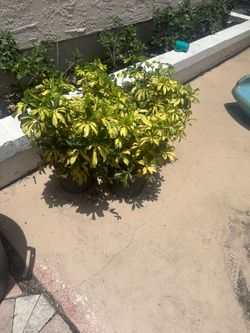3 Gallon Arboricola Trinette