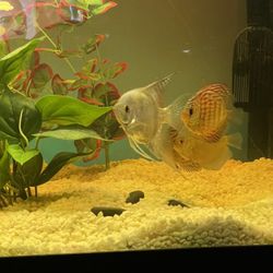 Aquarium Gravel