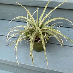 Hechtia Texensis.  False Texas Agave.