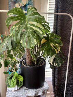 12 inch ceramic pot