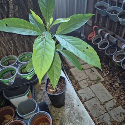 Avocado Trees