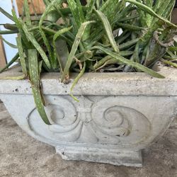 Aloe Vera Plant With Planter 